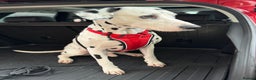 Dalmatian dogs for stud: PROVEN Black spot KC registered Dalmatian for STUD in Romford - Advert 2