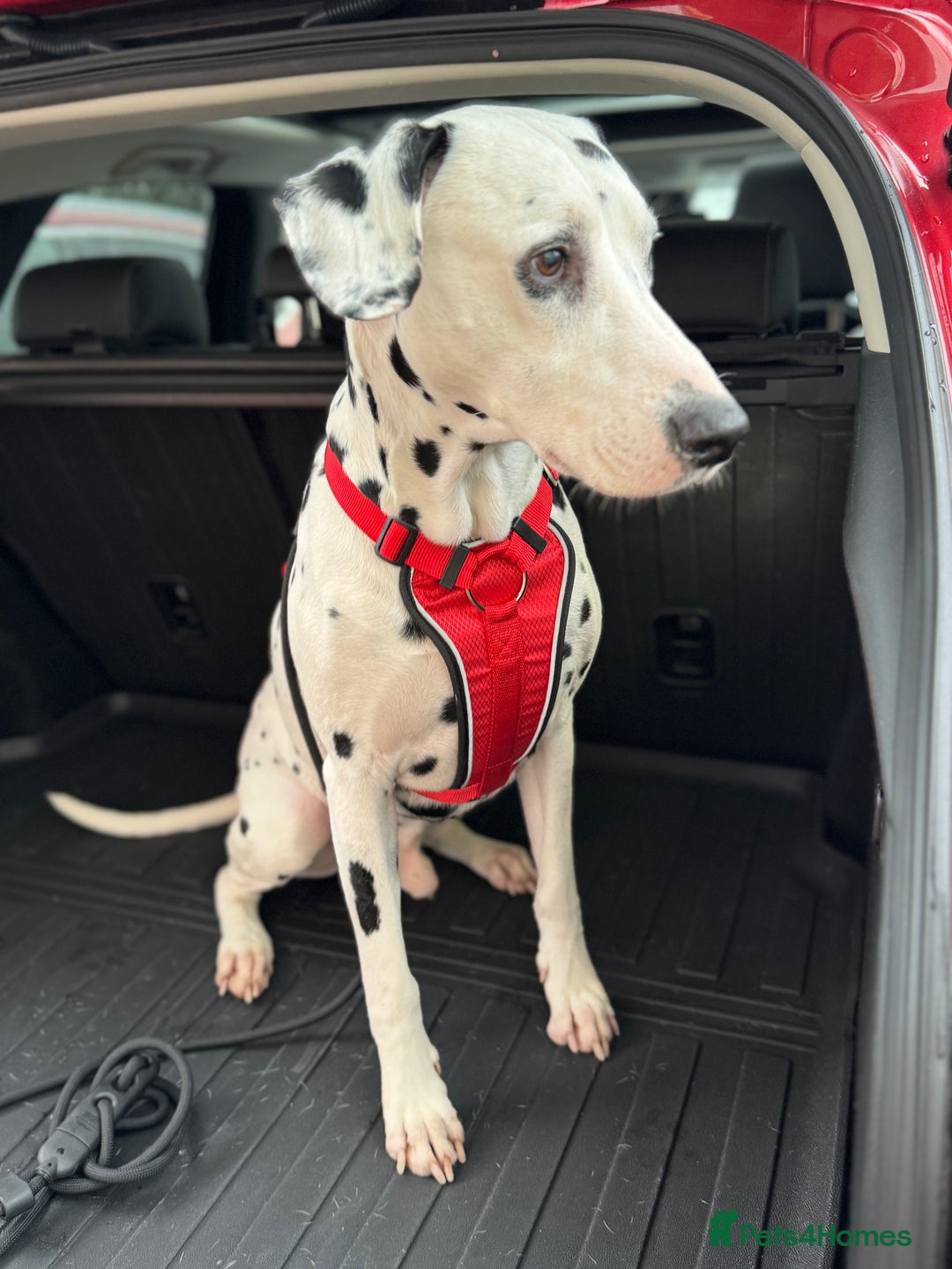 Dalmatian dogs for stud: PROVEN Black spot KC registered Dalmatian for STUD in Romford - Advert 2