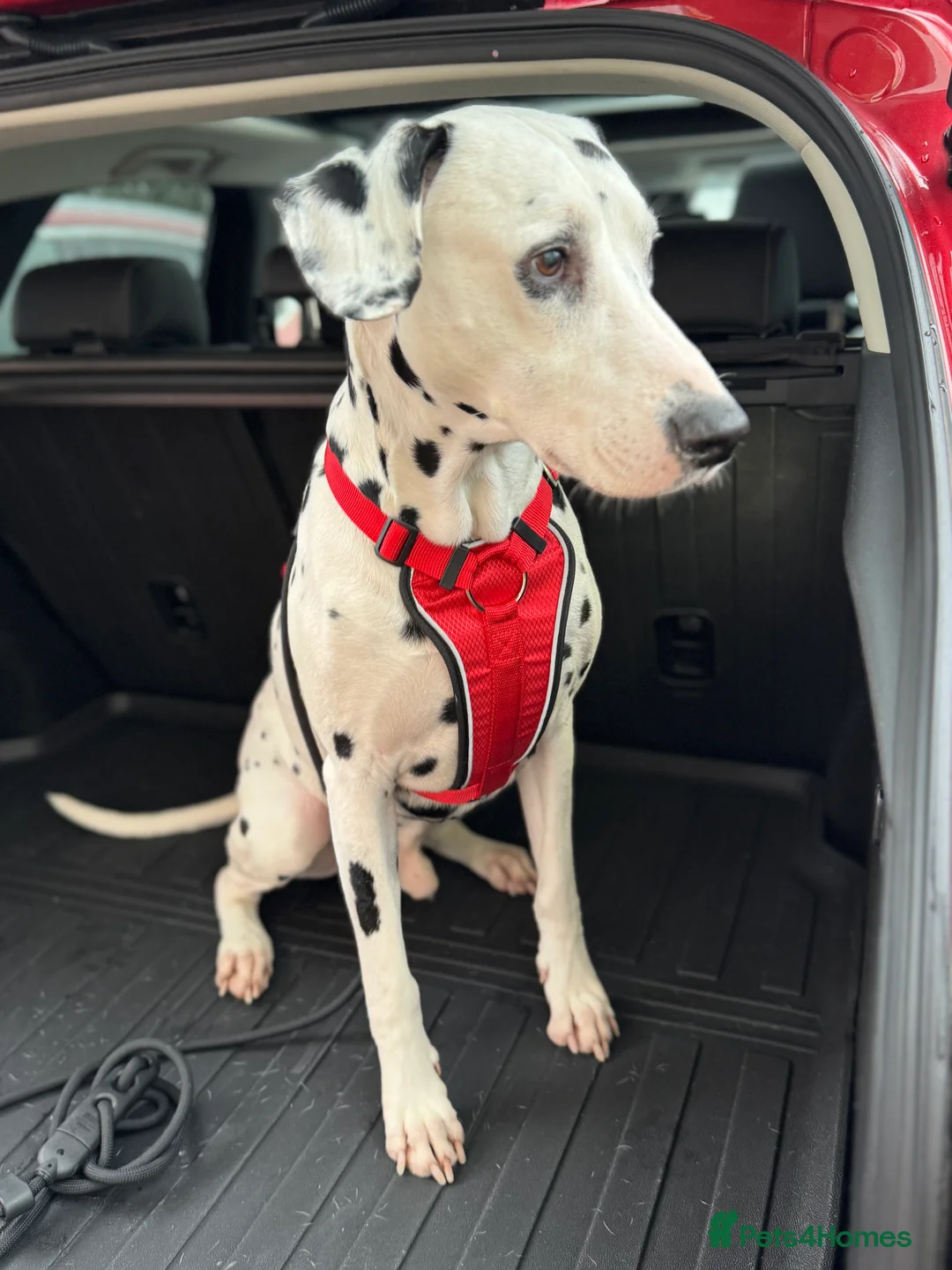 Dalmatian dogs for stud: PROVEN Black spot KC registered Dalmatian for STUD in Romford - Advert 2