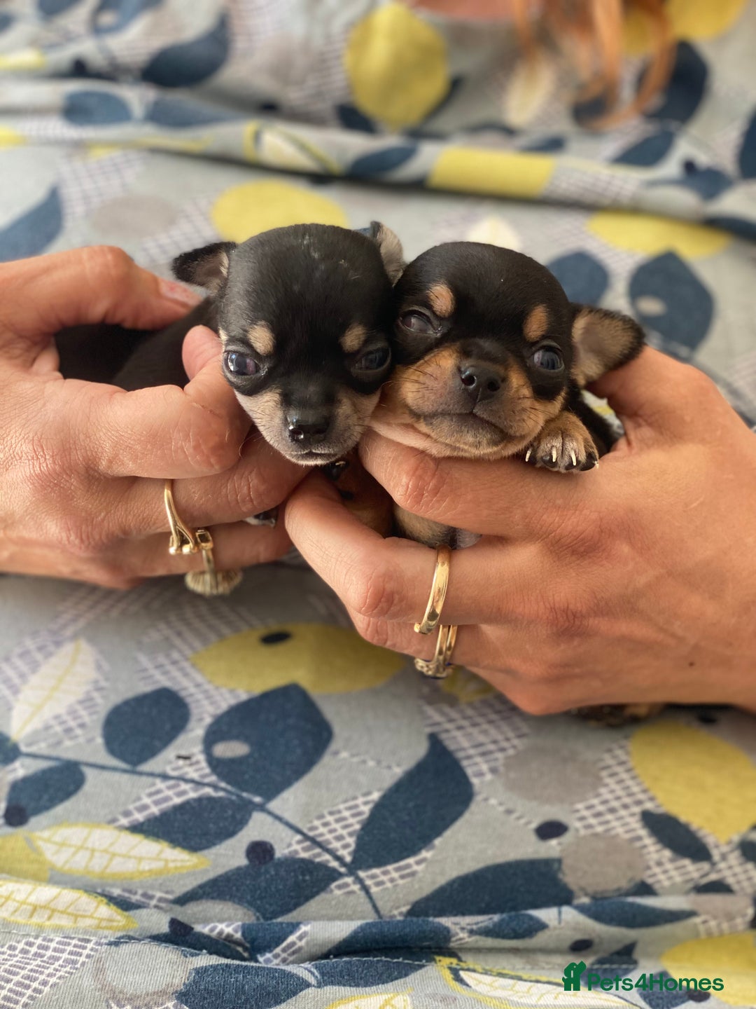 Chihuahua dogs for sale: Forever 🏡 ready KC 🇬🇧 chihuahua puppies - Image 5