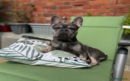 French Bulldog dogs for stud: Dog for stud - Image 7