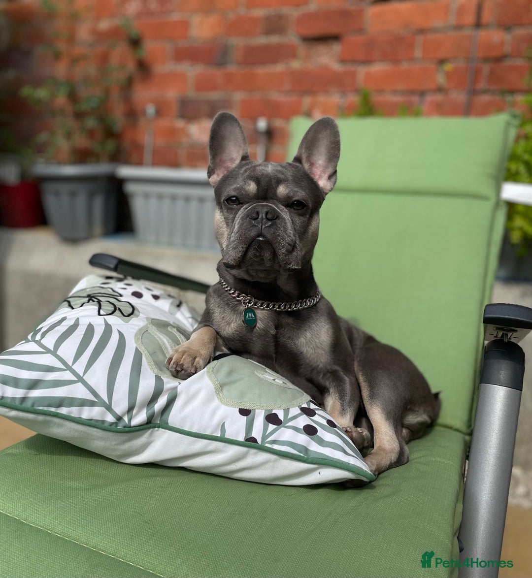 French Bulldog dogs for stud: Dog for stud - Image 7