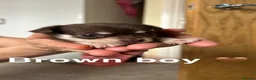Chihuahua dogs for stud: Chihuahua Boy for stud Brown  - Advert 10