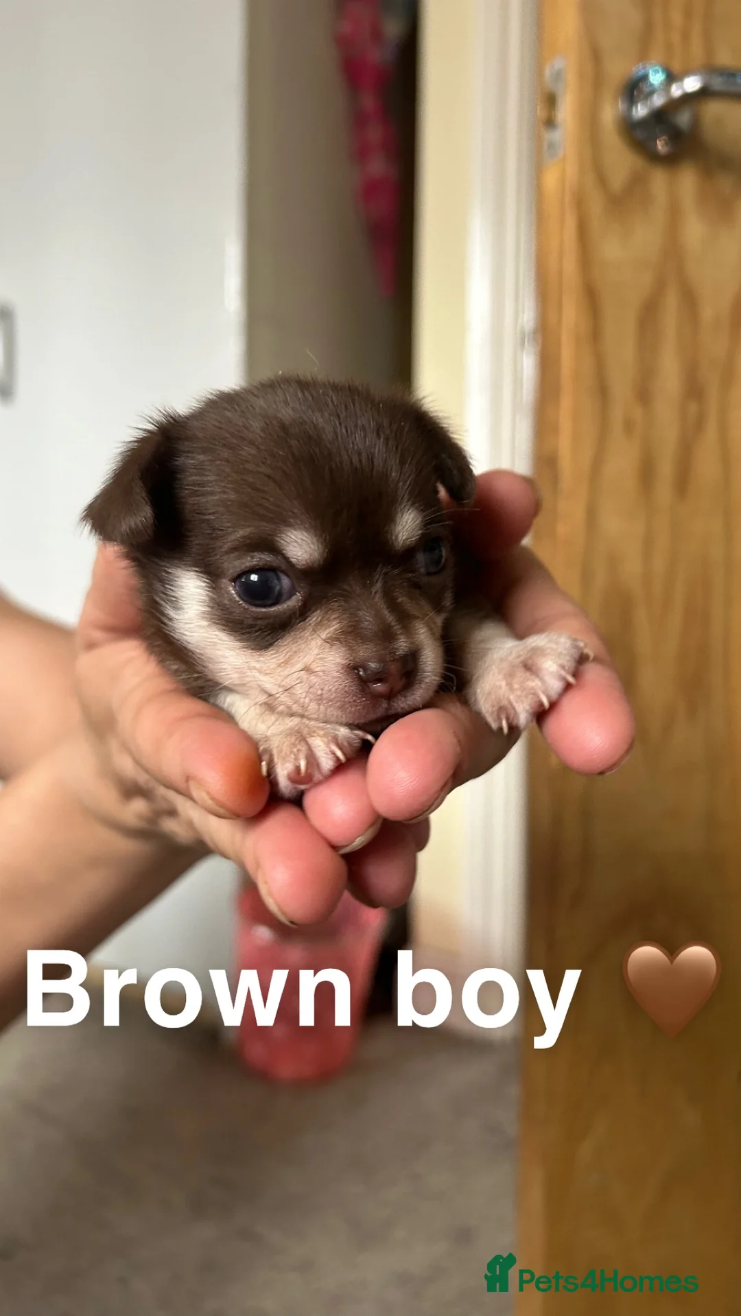 Chihuahua dogs for stud: Chihuahua Boy for stud Brown  - Advert 10