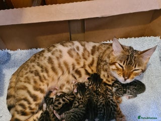 Bengal cats - Advert 12