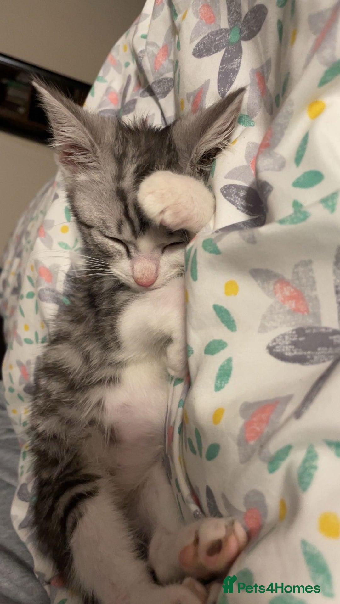 American Shorthair cats for sale: Sushy loving kitten looking for permanent home - Advert 4