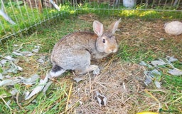 Netherland Dwarf rabbits for sale: Crumbles needs a loving home - Image 2