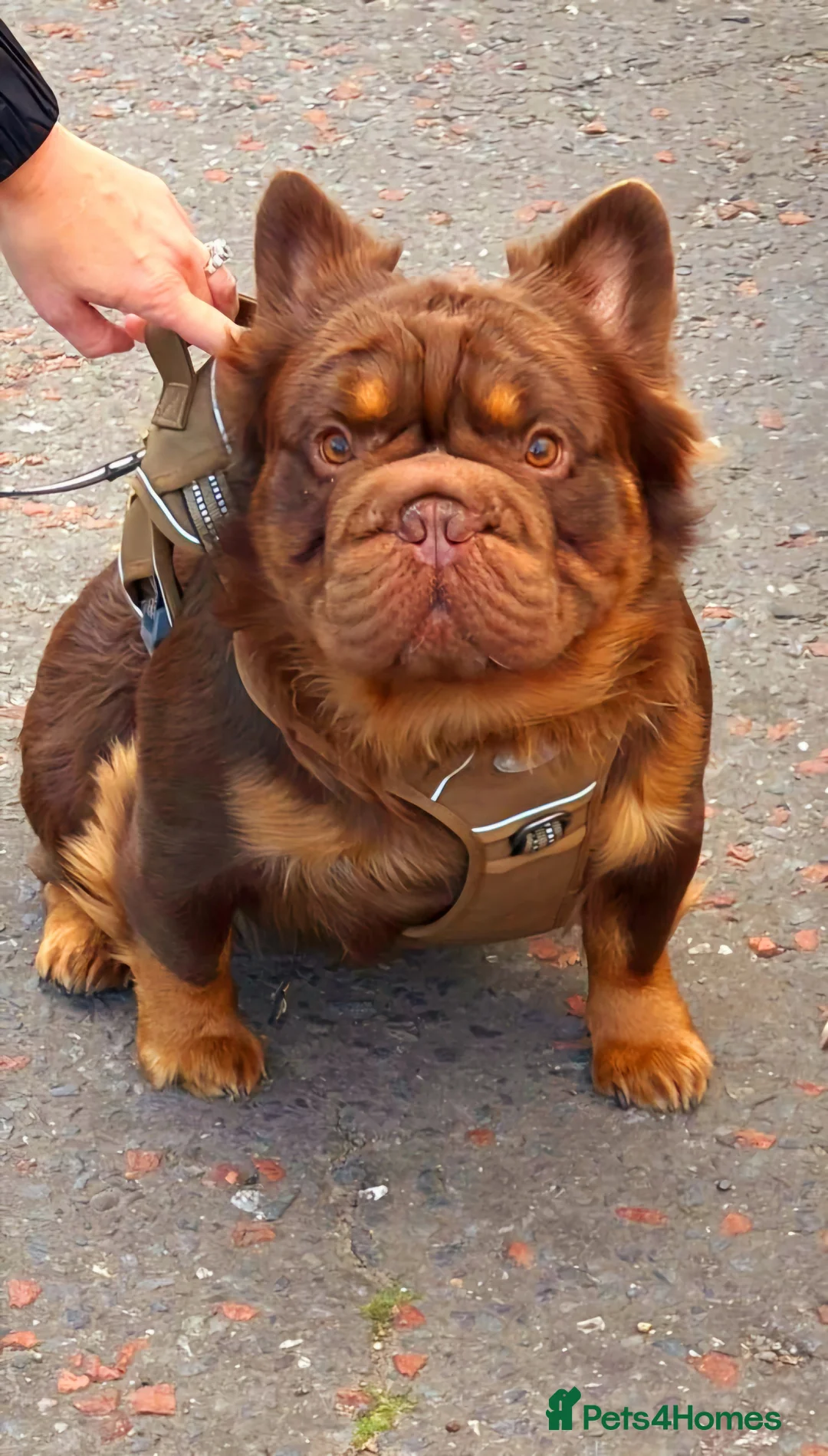 French Bulldog dogs for stud: Fluffy Rojo & Cherry Tan Big** STUD From £500 - Advert 1
