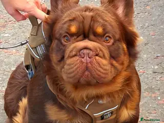 French Bulldog dogs Fluffy Rojo & Cherry Tan Big** STUD From £500 - Advert 7