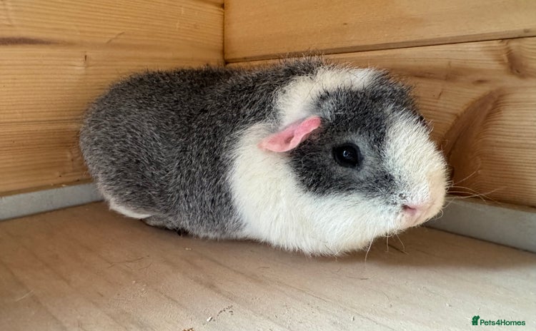 Guinea Pig rodents Guinea pigs Rex, slate, tri colour funky - Advert 1