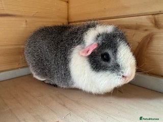 Guinea Pig rodents Guinea pigs Rex, slate, tri colour funky - Advert 1