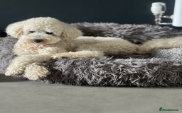 Toy Poodle dogs for sale: KC Registered Toy Poodle Treasures  - Image 12