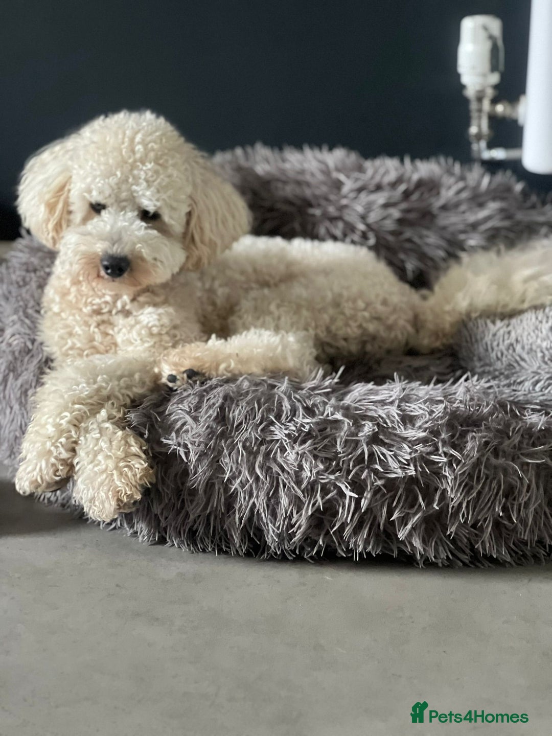 Toy Poodle dogs for sale: KC Registered Toy Poodle Treasures  - Image 12