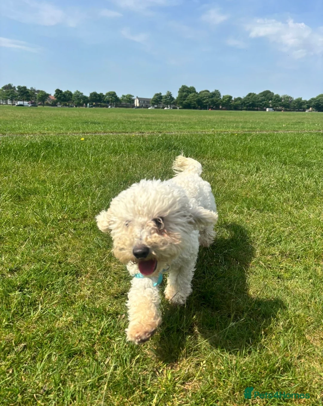 Poochon dogs for sale: Teddy 💙 - Advert 2