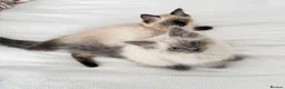 Ragdoll cats for sale: Ragdoll kittens  - Advert 11