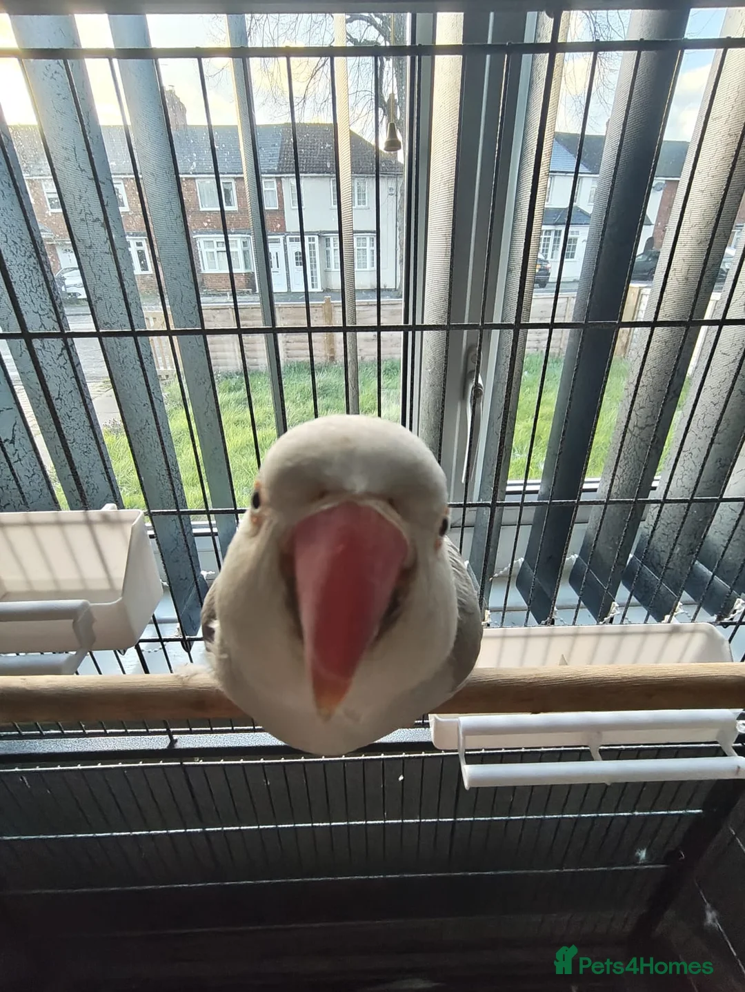 Parrots birds for sale: Grey ringneck parrot in Birmingham - Advert 1