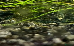 Shrimps fish for sale: Neocaridina bloody Mary red shrimp - Image 5