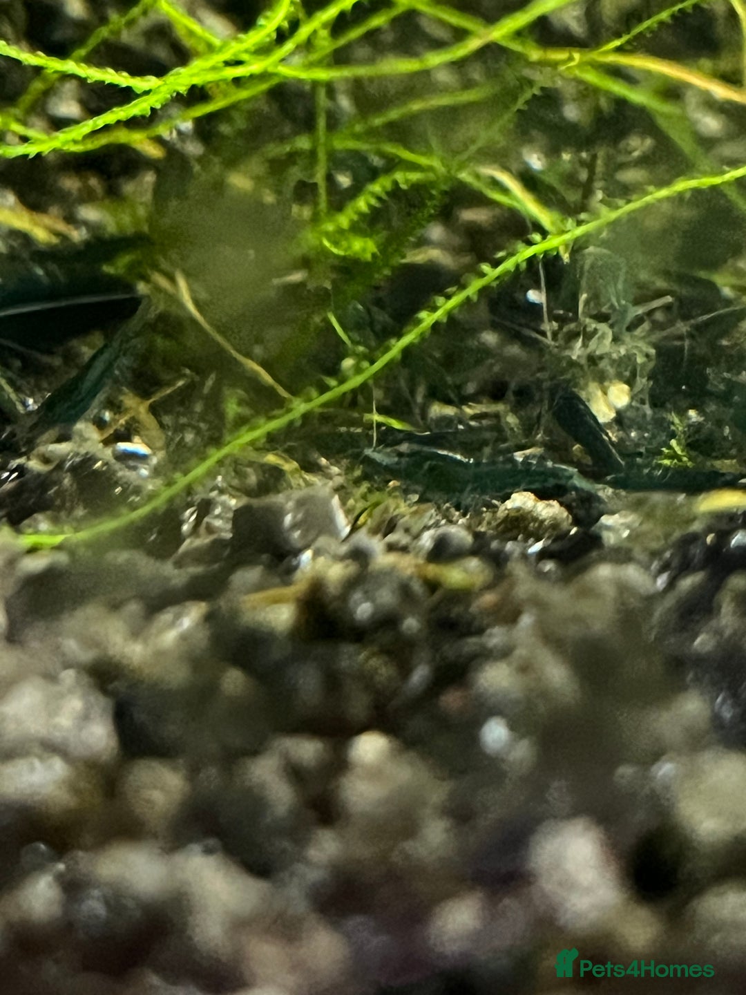 Shrimps fish for sale: Neocaridina bloody Mary red shrimp - Image 5