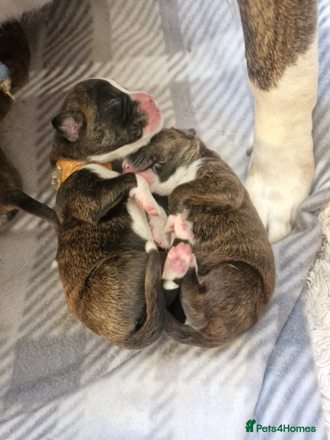 Boxer dogs for sale: Beautiful Pedigree Boxer Pups - Advert 7