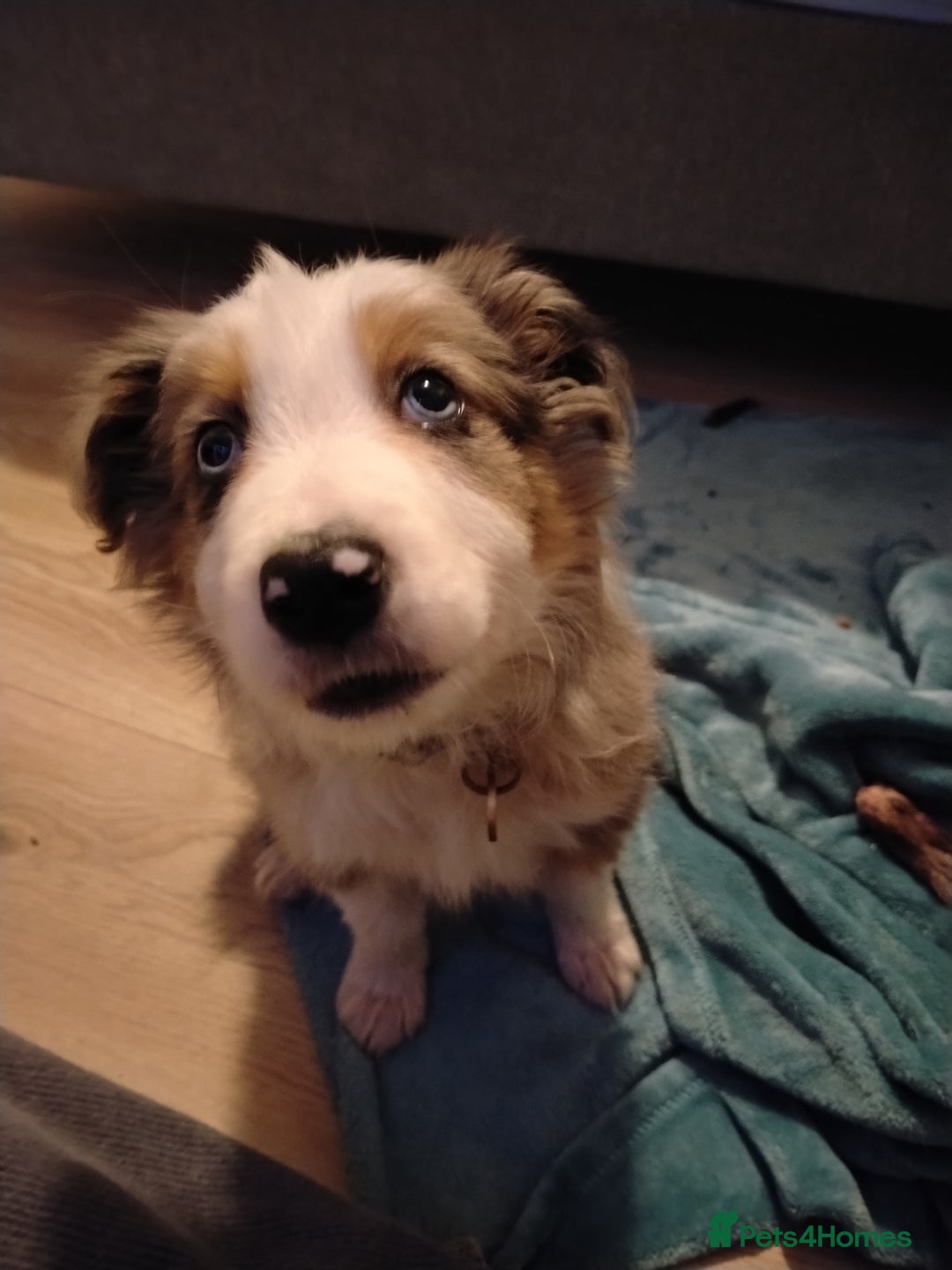 Border Collie dogs for sale: Border collie boy  - Advert 3