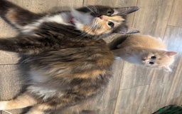 Ragdoll cats for sale: Beautiful ragdolls for sale  - Image 11