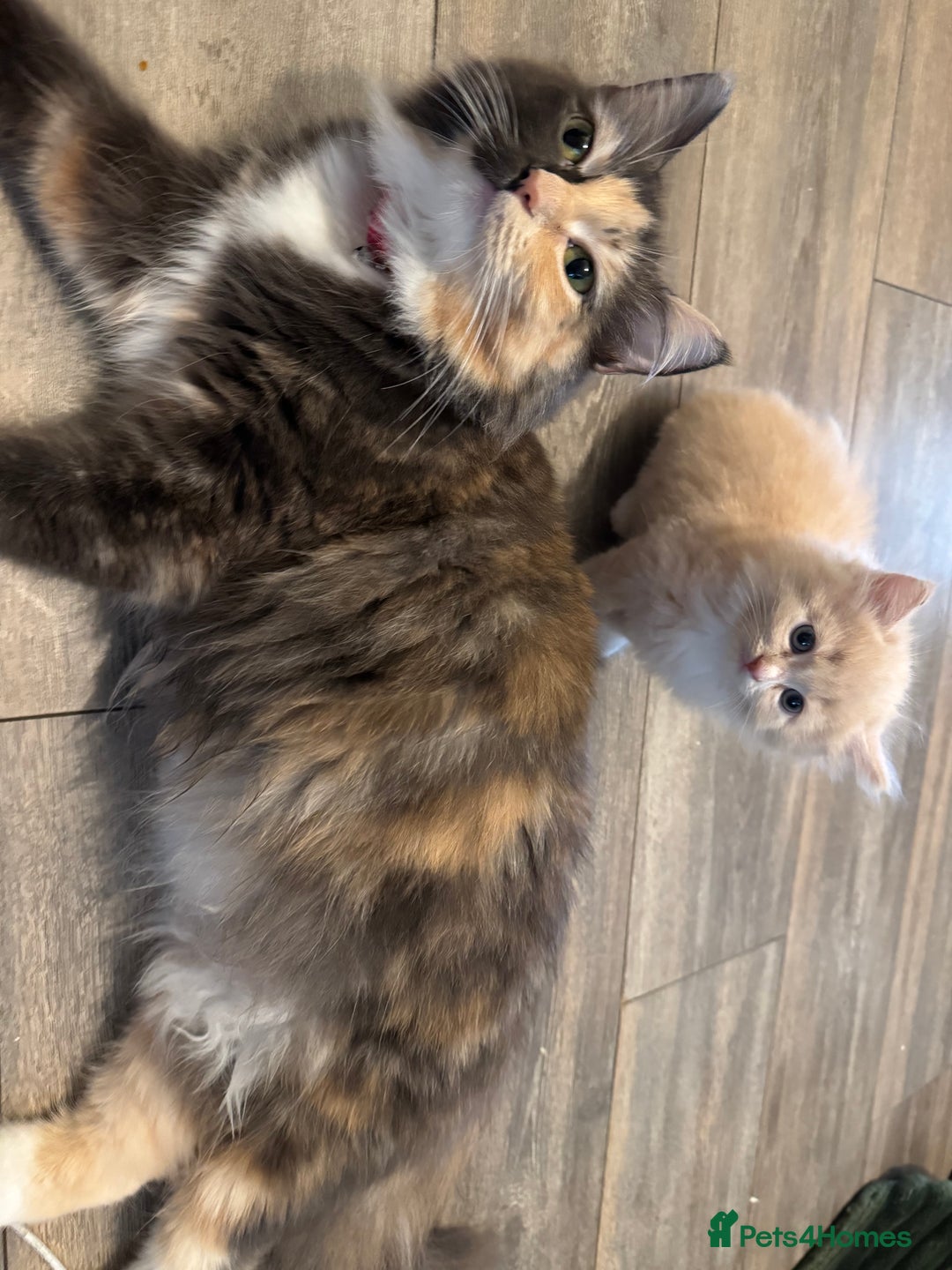 Ragdoll cats for sale: Beautiful ragdolls for sale  - Image 11