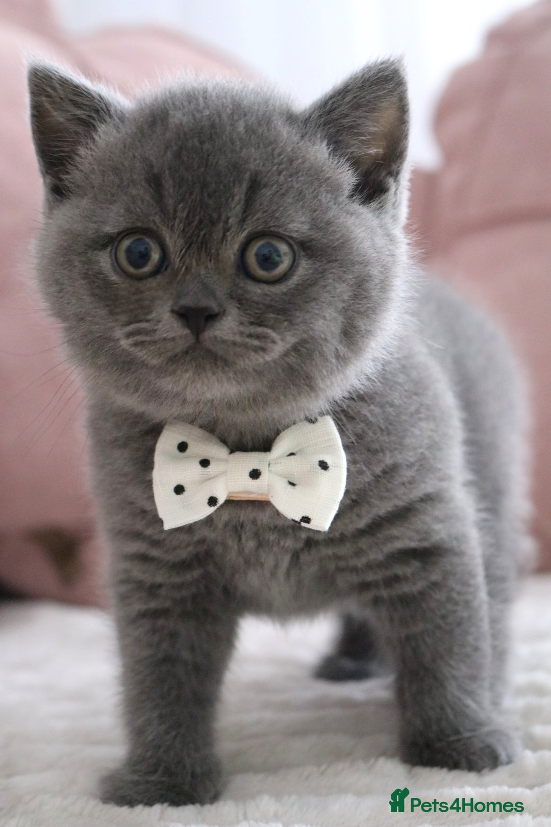 British Shorthair cats for sale: ❤️British Shorthair Kittens GCCF -Ready December  - Image 7