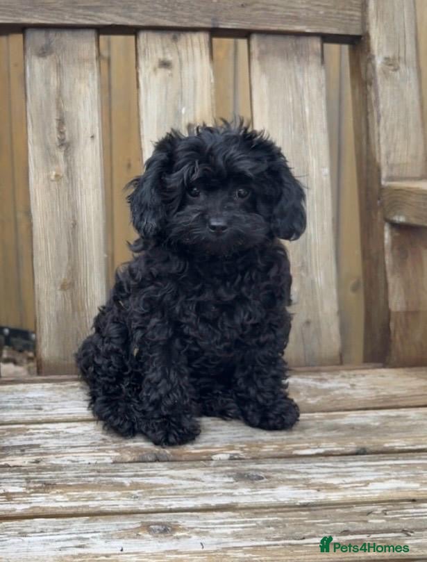 Cavapoo dogs Stunning F1 Toy Cavapoo girl health clear - Advert 1