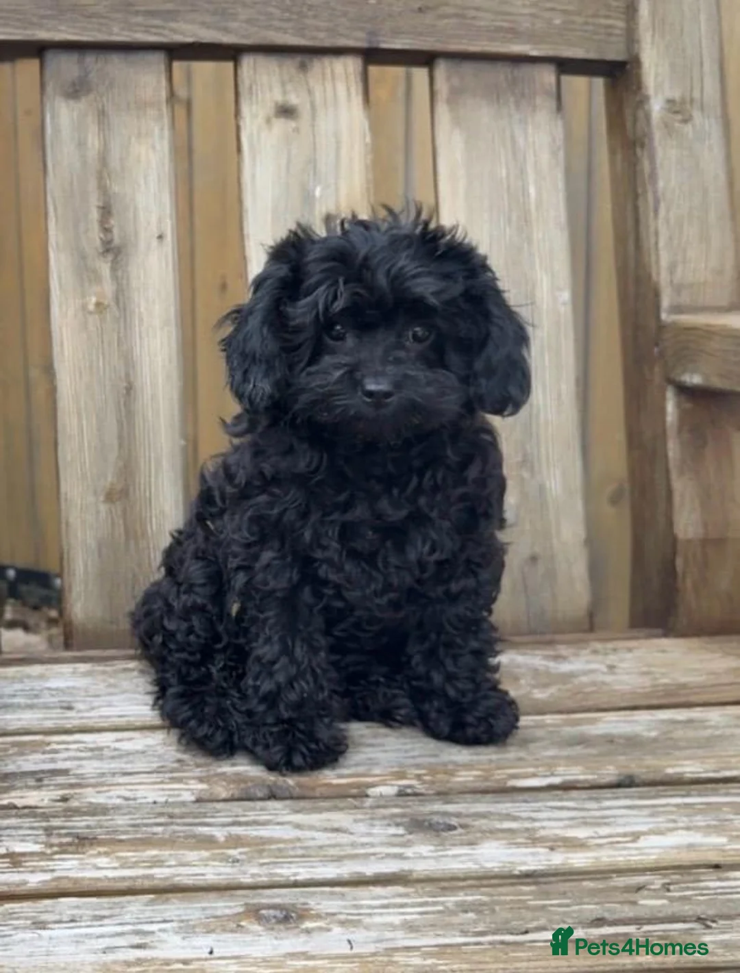Cavapoo dogs for sale: Stunning F1 Toy Cavapoo girl health clear - Advert 1