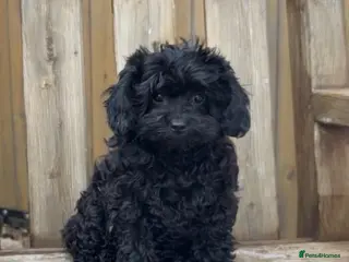 Cavapoo dogs Stunning F1 Toy Cavapoo girl health clear - Advert 1