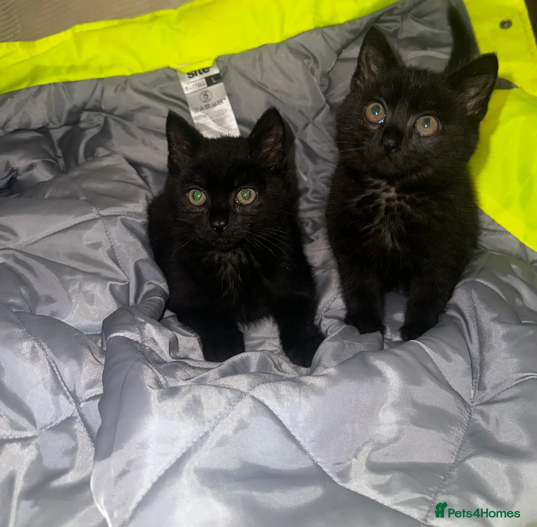 Mixed Breed cats for sale: 2 very loving kittens for sale  - Advert 1