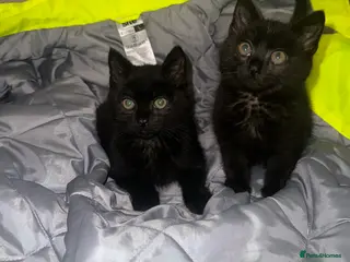 Mixed Breed cats 2 very loving kittens for sale - Advert 1