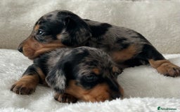 Miniature Dachshund dogs for sale: 1 boy left beautiful silver dapple boys  - Image 1