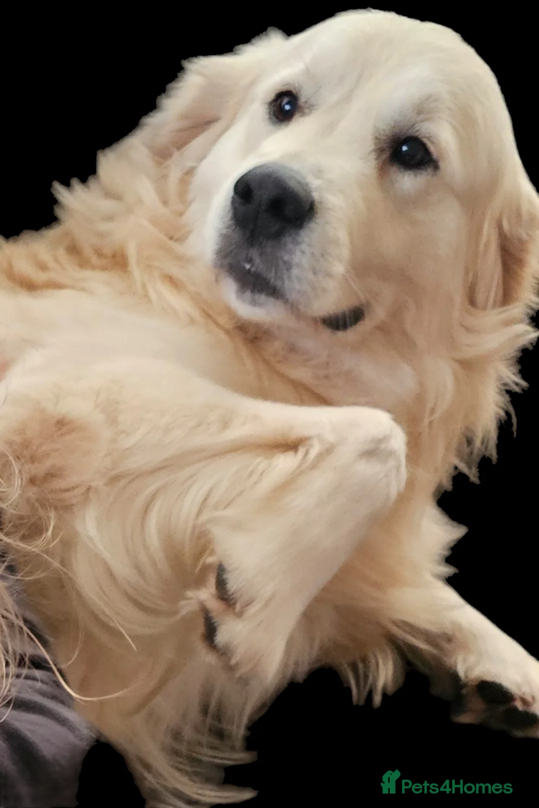 Golden Retriever dogs for stud:   ICT CLEAR Proven Golden Retriever for stud in Manchester - Advert 6