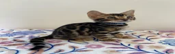 Bengal cats for sale: READY TO GO! Pure Pedigree Bengal Kittens TICA Reg - Advert 15