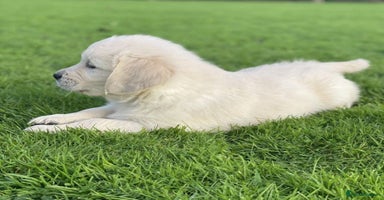 Golden Retriever dogs - Advert 6