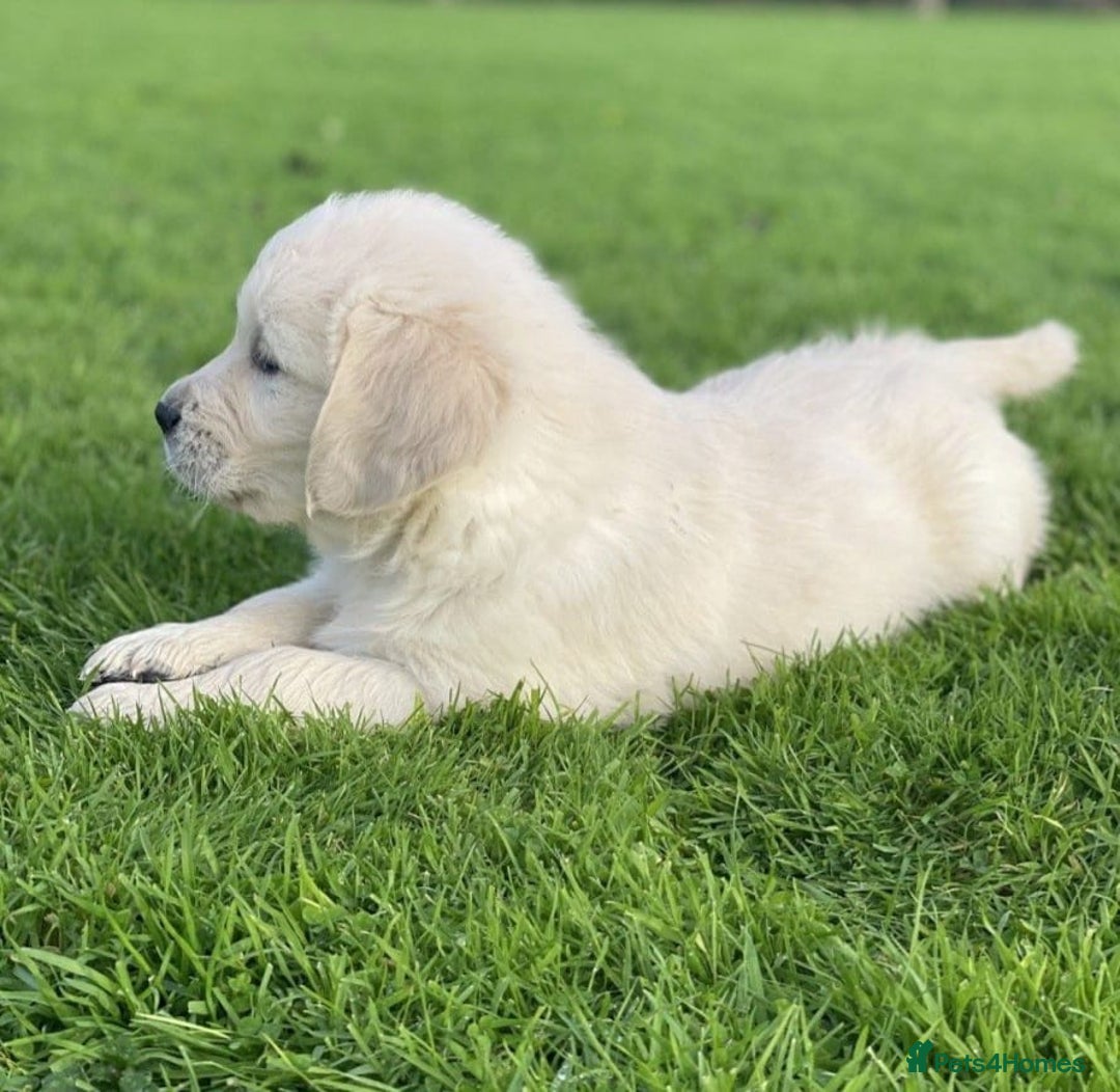 Golden Retriever dogs for sale: Stunning Golden Retriever Puppies - Image 3