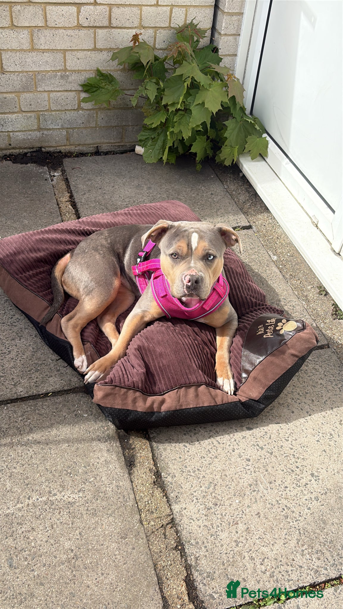 Mixed Breed dogs My 1 year old silva - Advert 5