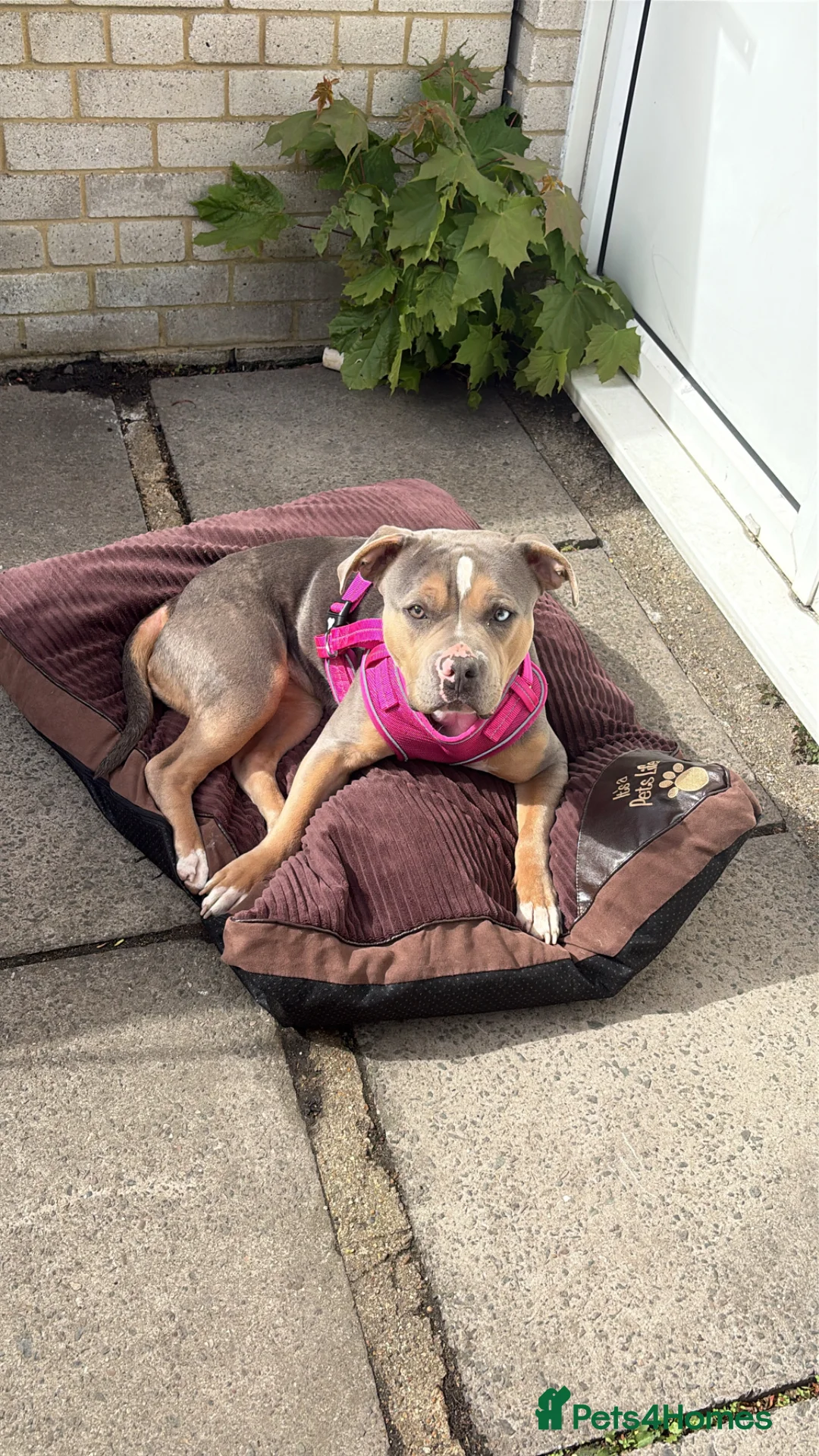 Mixed Breed dogs for sale: My 1 year old silva in London - Advert 1
