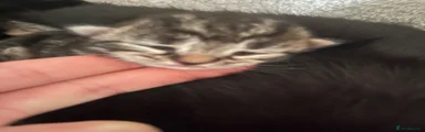 Bengal 4