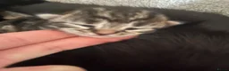 Bengal cats for sale: Stunning Bengal X kittens  - Advert 31