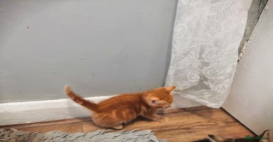 Mixed Breed cats - Advert 6