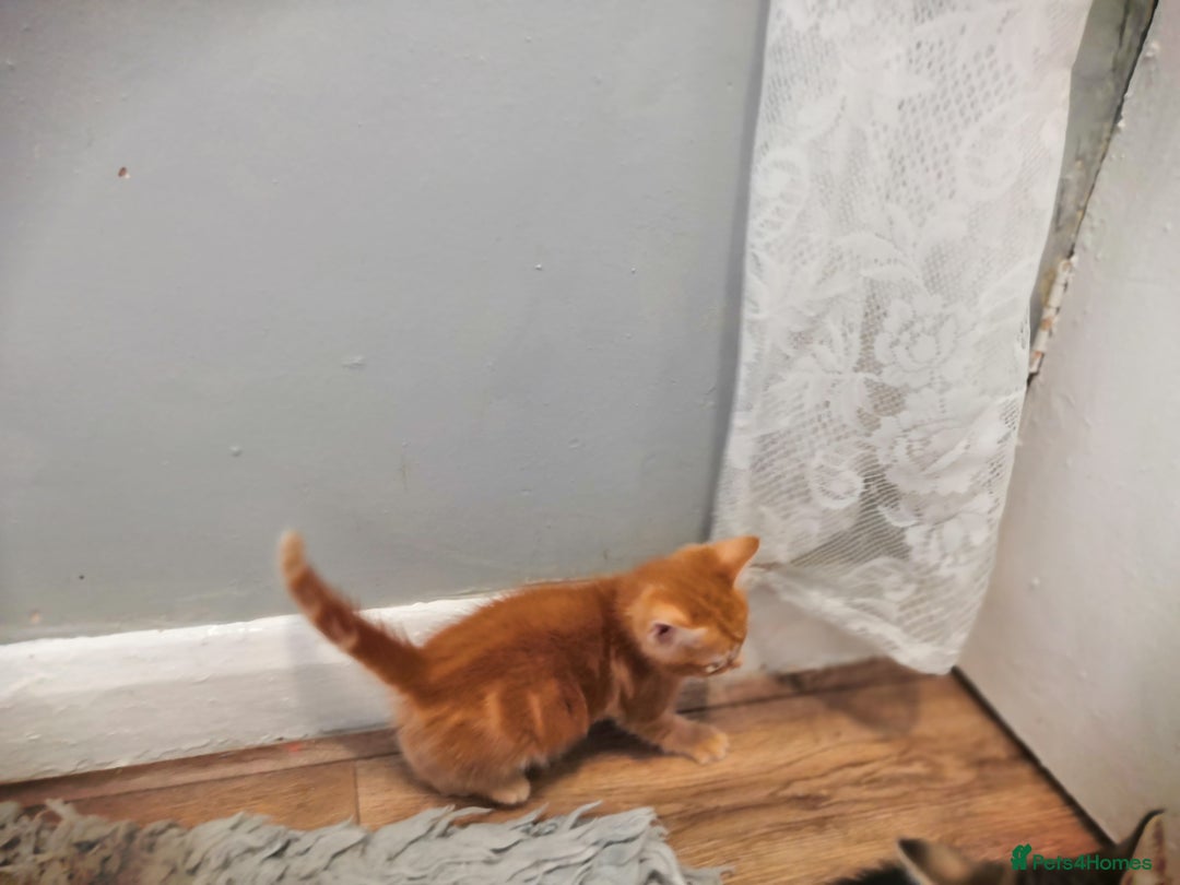 Mixed Breed cats for sale: Beautiful Male kittens VIDEOS - Image 3