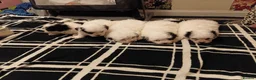Bichon Frise dogs for sale: Bichon frize in Northampton - Advert 2