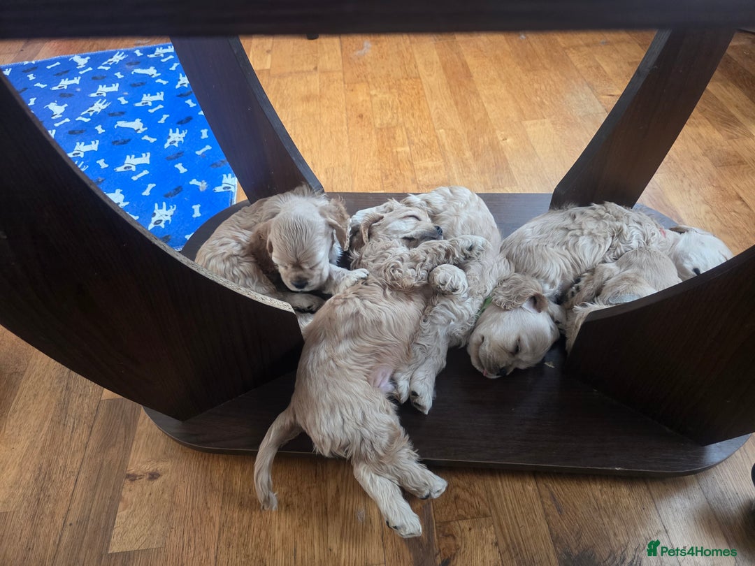 American Cocker Spaniel dogs for sale: Stunning Anerican Cocker spaniels girl - Advert 23