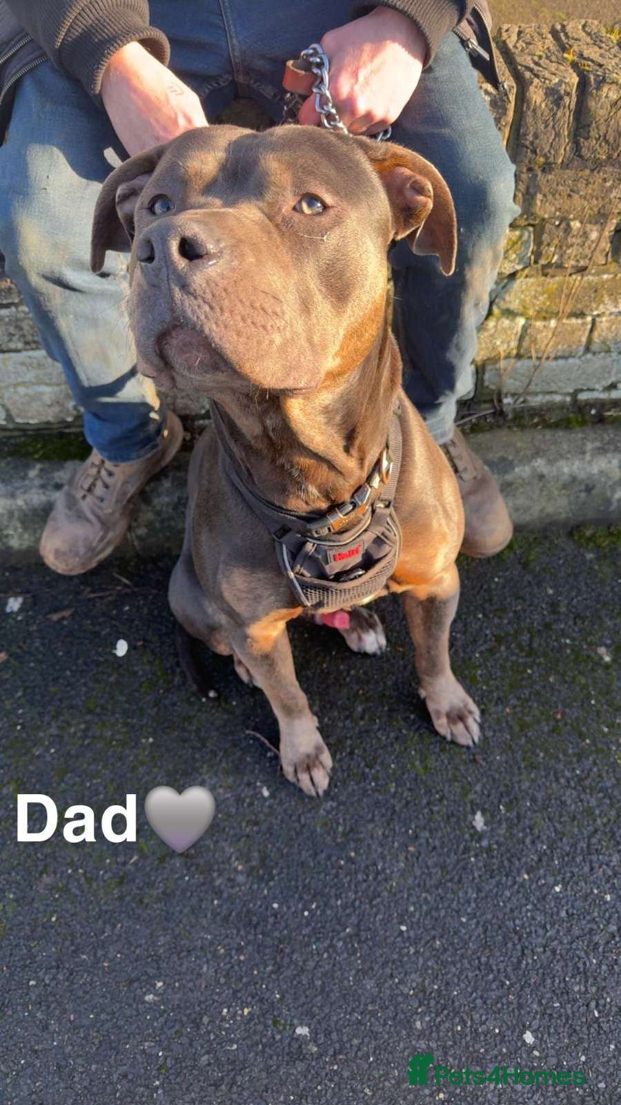 Mixed Breed dogs 🐾 EXCEPTIONAL LITTER OF 4 BIG,BOLD & BEAUTIFUL 🐾 - Advert 1