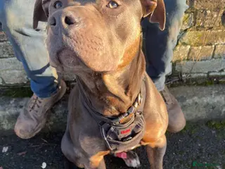 Mixed Breed dogs 🐾 EXCEPTIONAL LITTER OF 4 BIG,BOLD & BEAUTIFUL 🐾 - Advert 14