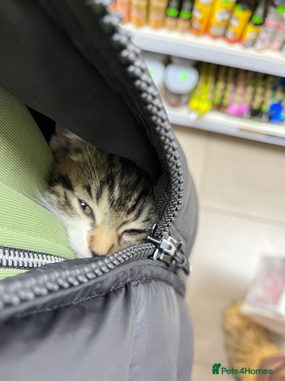 Mixed Breed cats for sale: Beautiful Female Kitten (with all belongings) - Advert 5