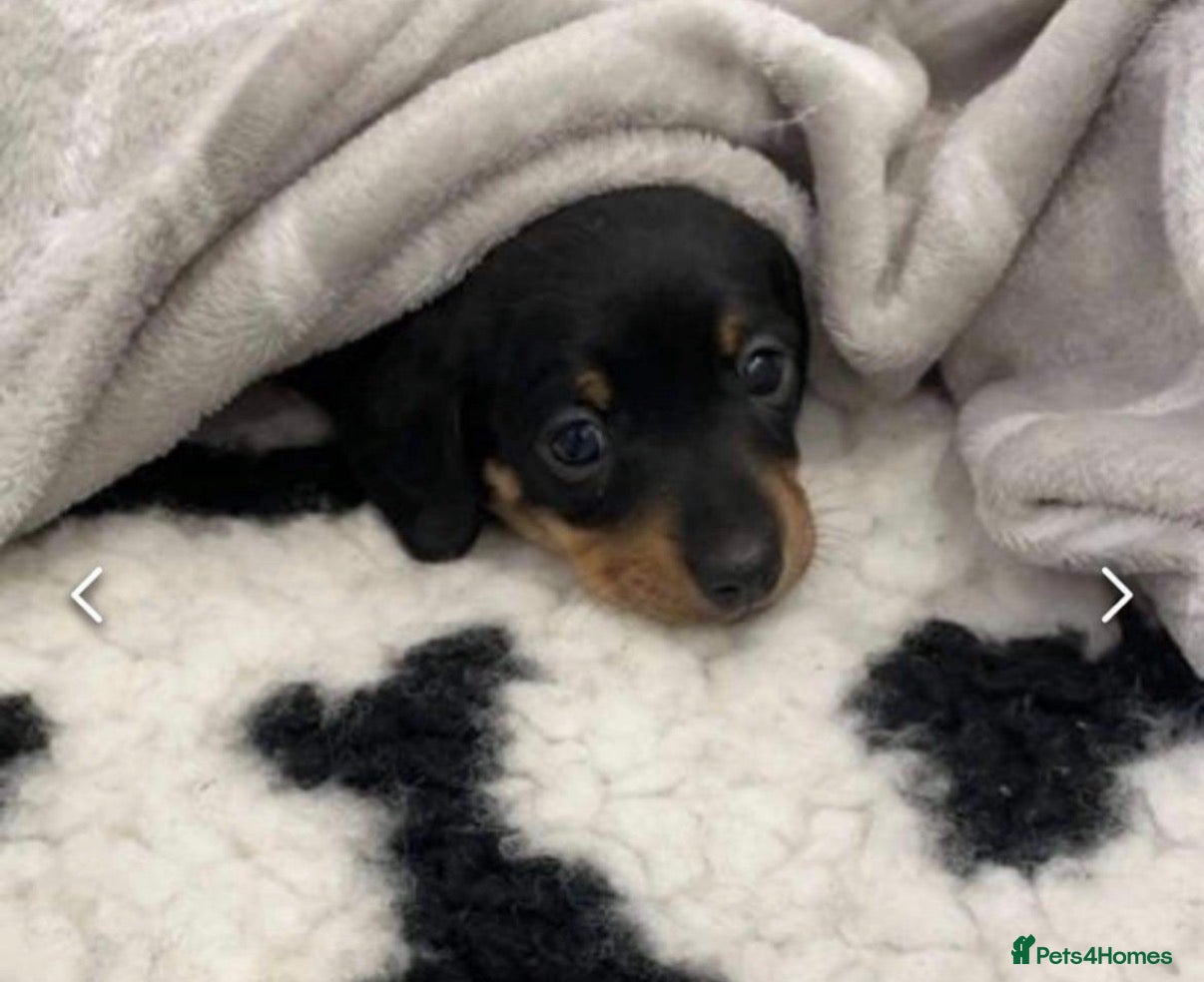 Miniature Dachshund dogs Stunning puppies,kc reg and pra clear - Advert 17