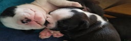 Boston Terrier dogs for stud: Small Proven Boston Terrier Stud in Doncaster - Advert 10